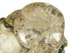 Cluster Of Polished Fossil Sand Dollars & Clams - California #242906-1